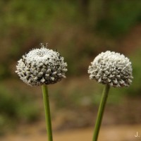 Eriocaulon brownianum Mart.